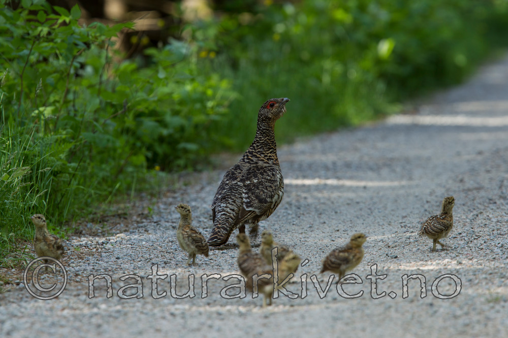 KA_120621_2343 / Tetrao urogallus / Storfugl