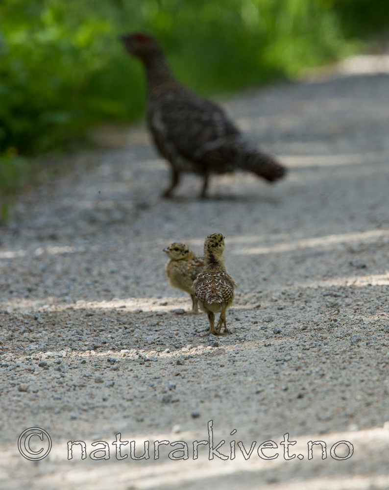 KA_120621_2345 / Tetrao urogallus / Storfugl