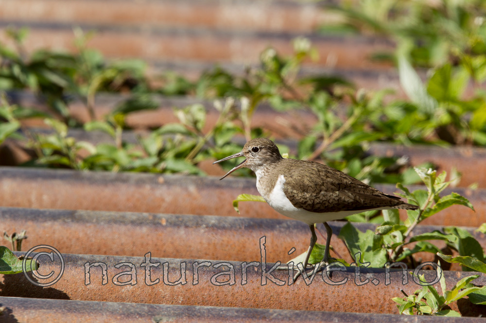 KA_120621_2353 / Actitis hypoleucos / Strandsnipe