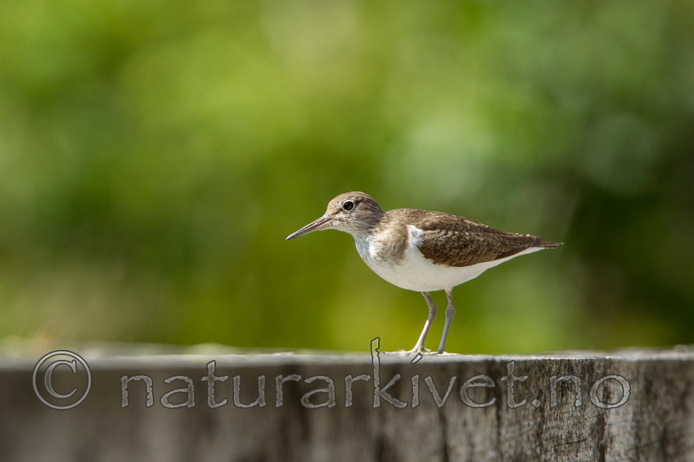 KA_120621_2365 / Actitis hypoleucos / Strandsnipe