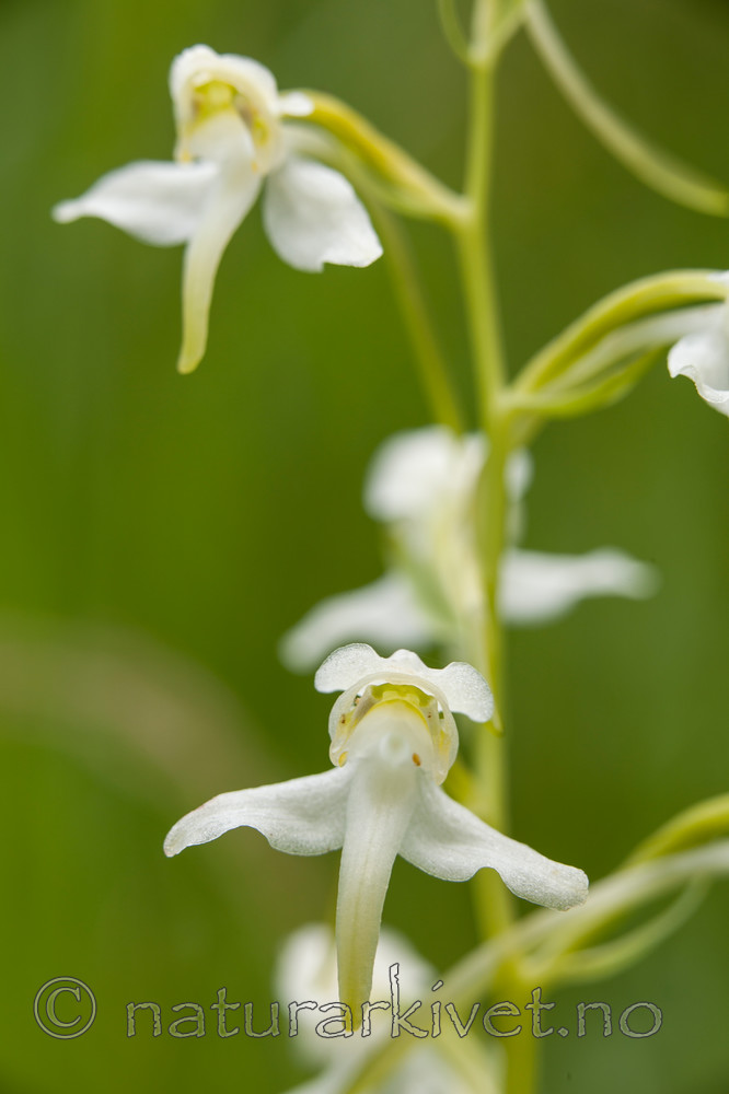 KA_120628_2640 / Platanthera montana / Grov nattfiol