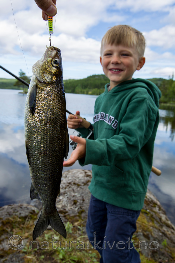 KA_120703_4676 / Coregonus lavaretus / Sik