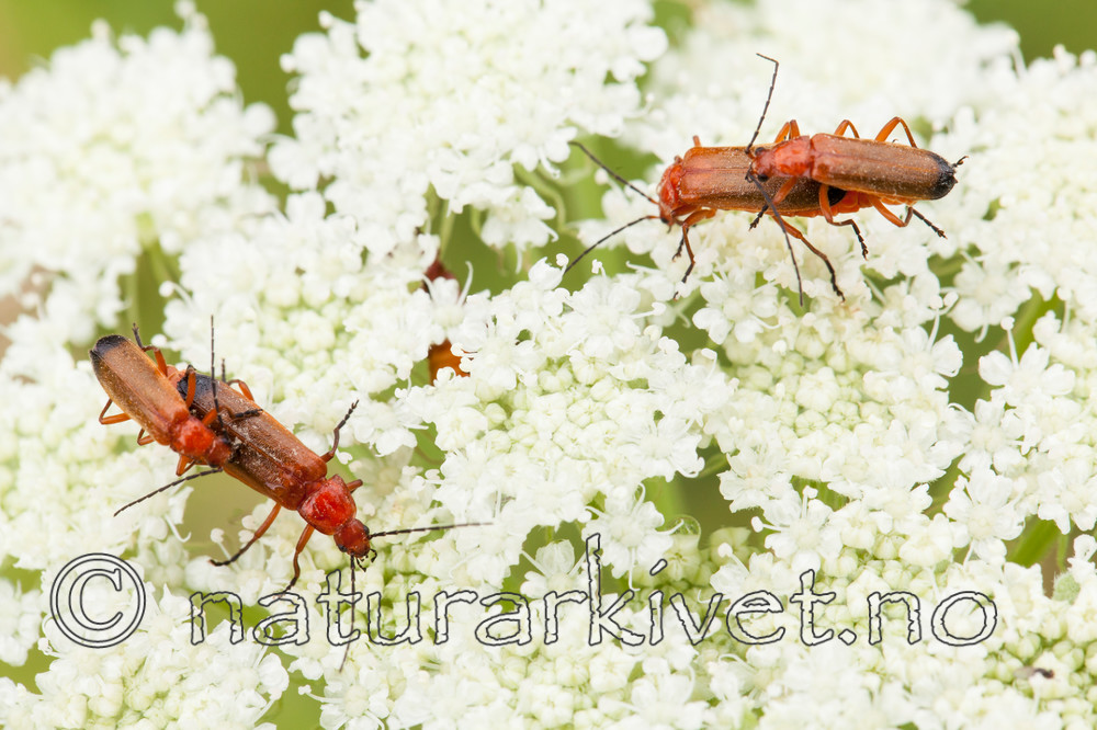 KA_120710_2874 / Rhagonycha fulva <br /> Seseli libanotis / Hjorterot