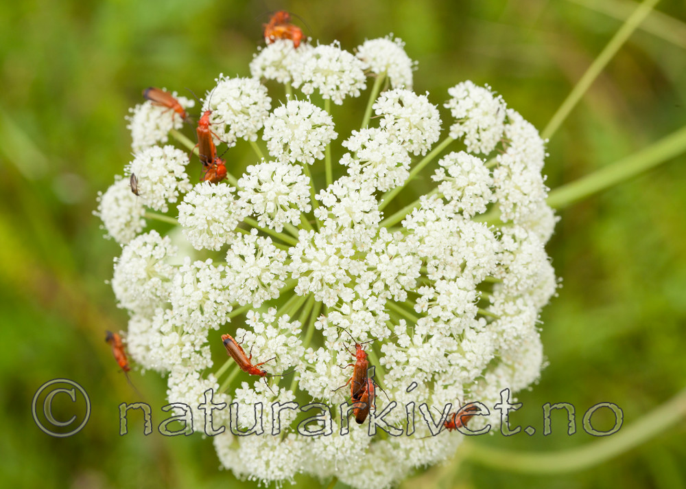 KA_120710_2875 / Rhagonycha fulva <br /> Seseli libanotis / Hjorterot