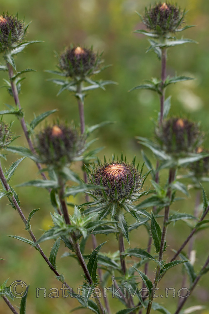 KA_120710_2913 / Carlina vulgaris / Stjernetistel <br /> Carlina vulgaris longifolia / Stor stjernetistel