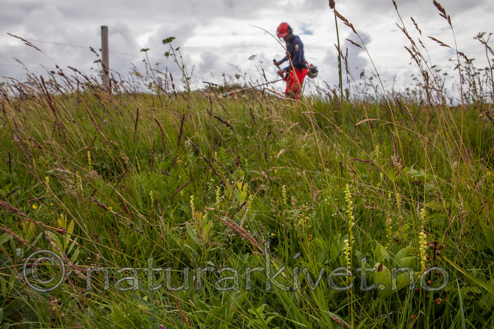 KA_120713_4693 / Herminium monorchis / Honningblom