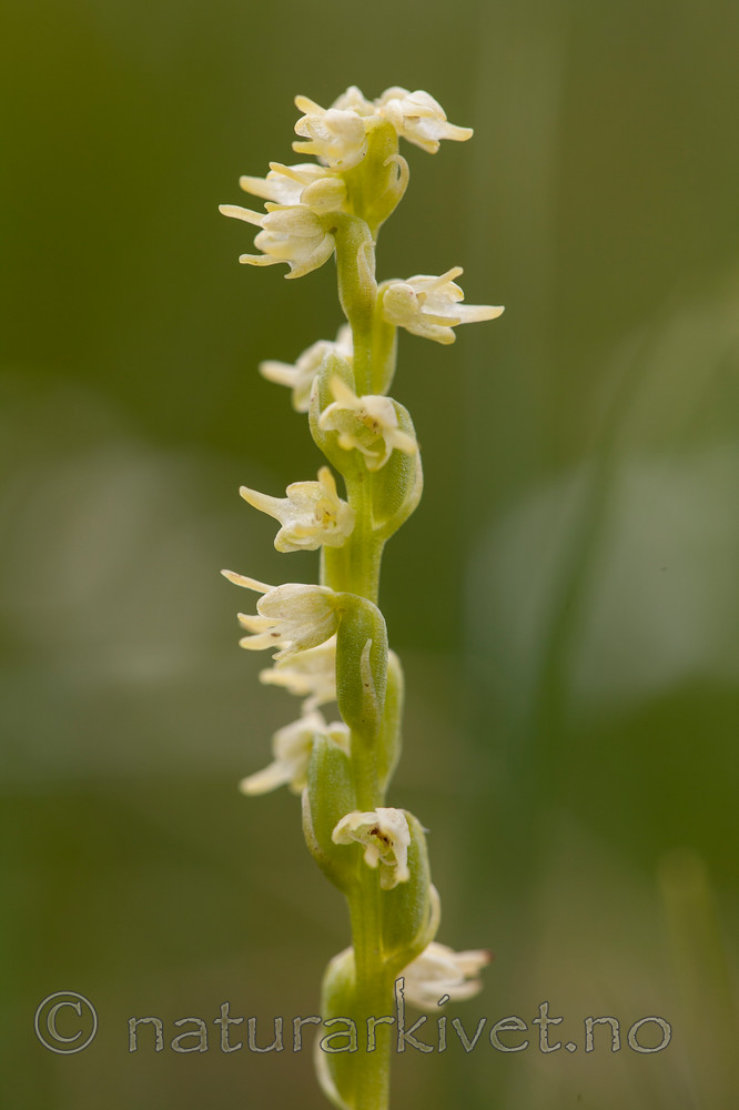 KA_120713_4697 / Herminium monorchis / Honningblom