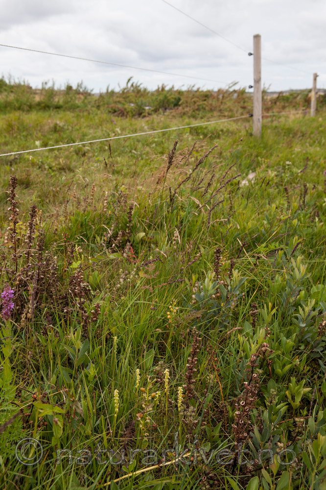 KA_120713_4713 / Herminium monorchis / Honningblom