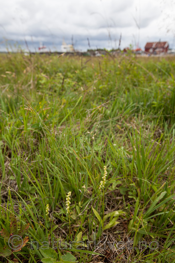 KA_120713_4727 / Herminium monorchis / Honningblom