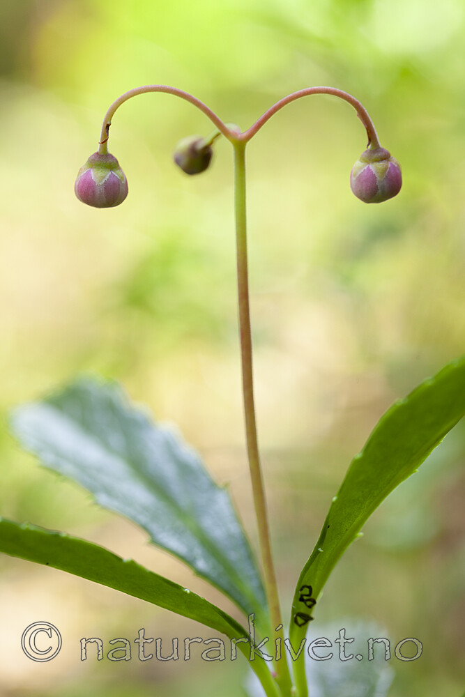 KA_120713_4742 / Chimaphila umbellata / Bittergrønn