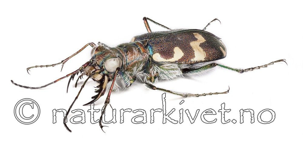 KA_120807_maritima_lateral / Cicindela maritima / Elvesandjeger