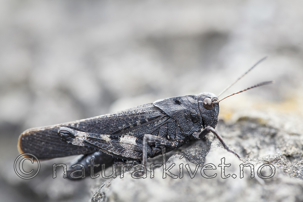 KA_120813_2999 / Psophus stridulus / Klapregresshoppe