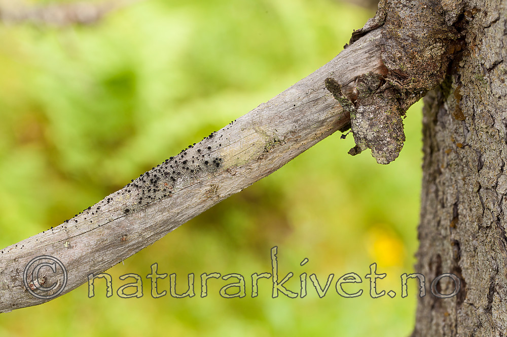 KA_120818_5077 / Cyphelium inquinans / Gråsotbeger