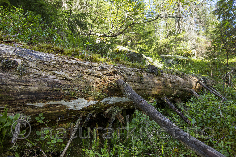 KA_120819_5159 / Picea abies / Gran <br /> Skeletocutis stellae / Taigakjuke