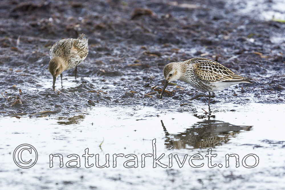 KA_120906_5894 / Calidris alpina / Myrsnipe