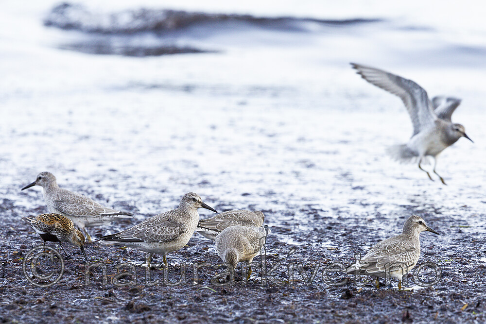 KA_120906_5897 / Calidris alpina / Myrsnipe <br /> Calidris canutus / Polarsnipe