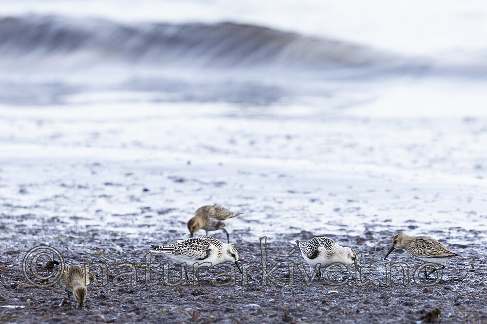 KA_120906_5901 / Calidris alba / Sandløper <br /> Calidris alpina / Myrsnipe