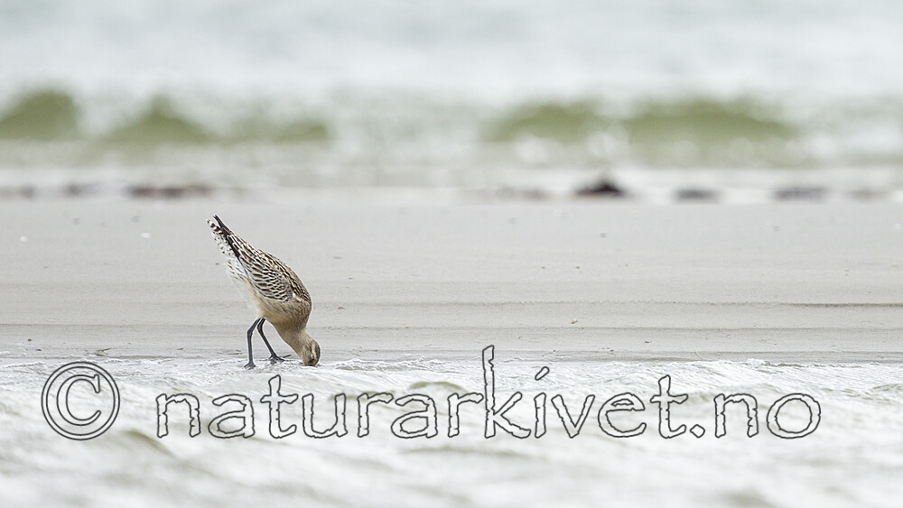 KA_120907_5919 / Limosa lapponica / Lappspove