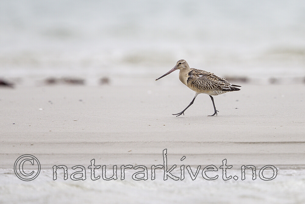 KA_120907_5923 / Limosa lapponica / Lappspove