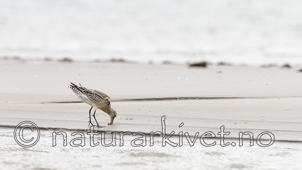 KA_120907_5932 / Limosa lapponica / Lappspove