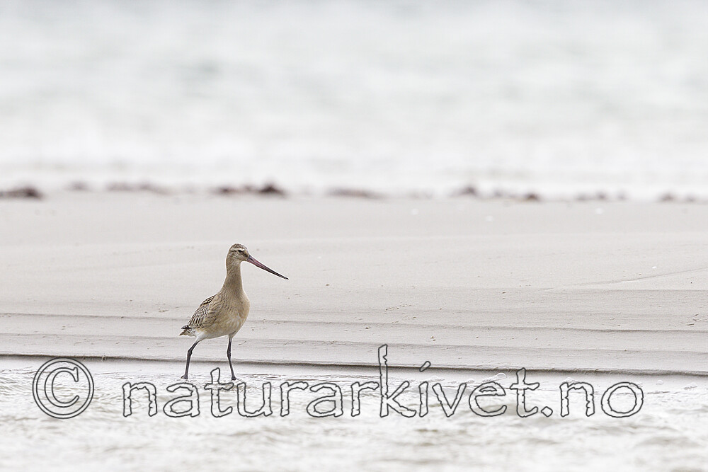 KA_120907_5933 / Limosa lapponica / Lappspove