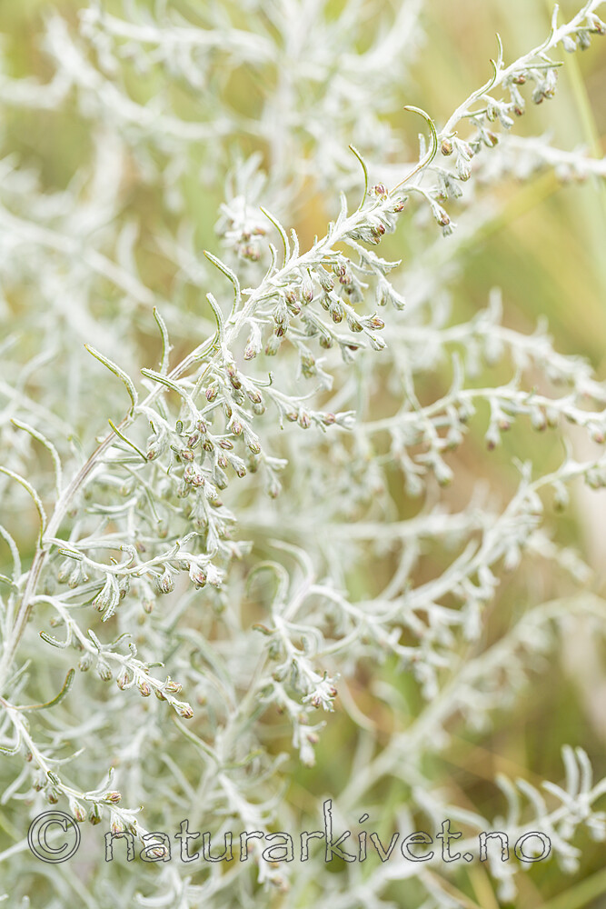 KA_120907_5947 / Artemisia absinthium / Malurt