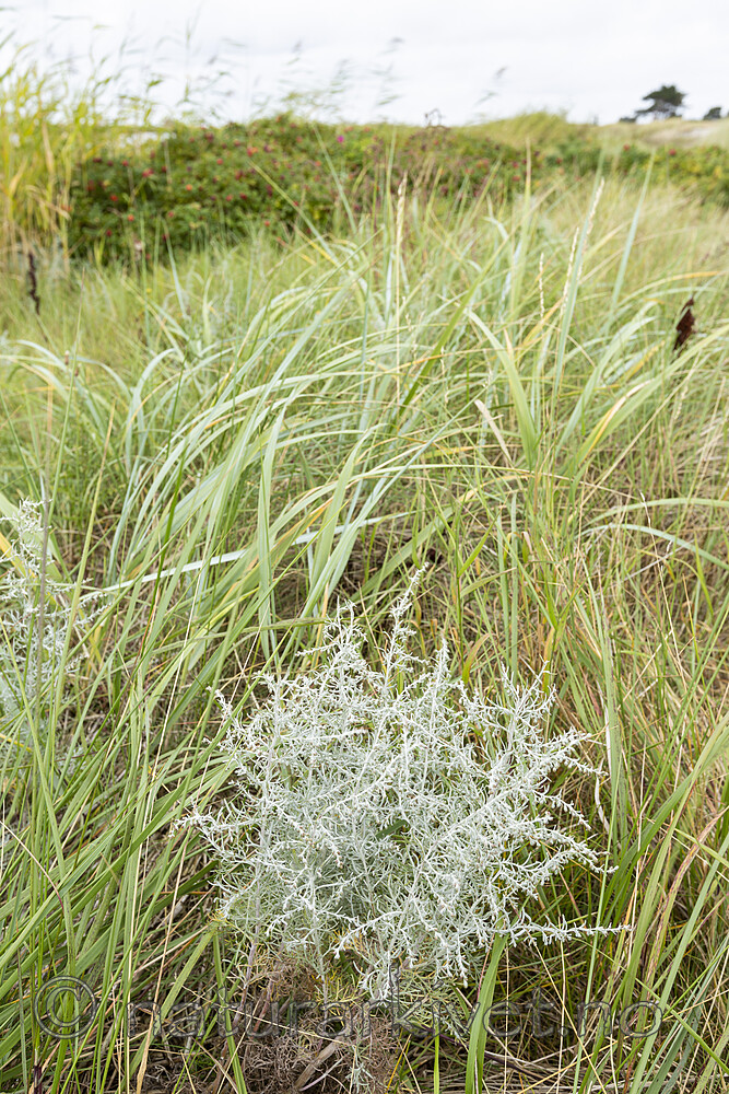 KA_120907_5948 / Artemisia absinthium / Malurt