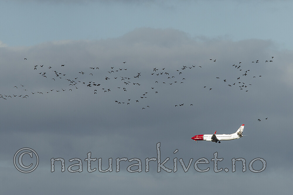 KA_120907_5973 / Anser anser / Grågås