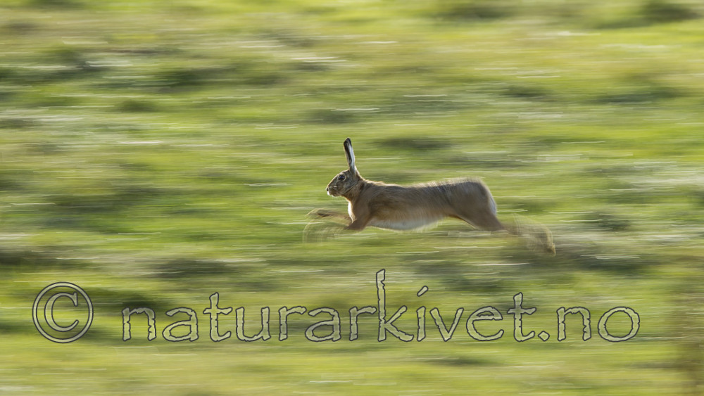 KA_120907_5979 / Lepus europaeus / Sørhare