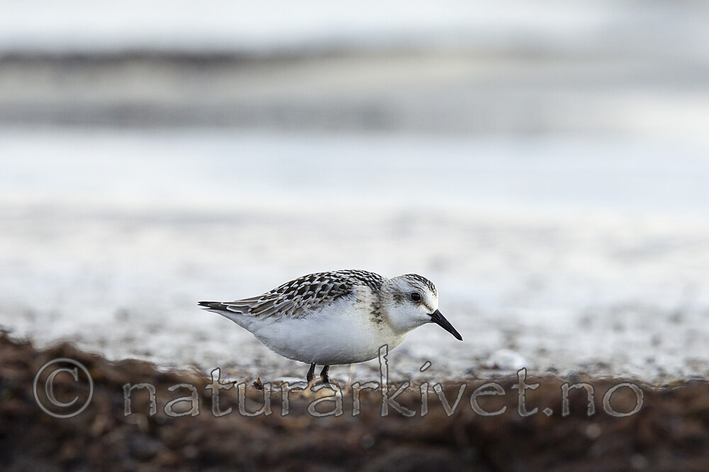 KA_120908_6056 / Calidris alba / Sandløper