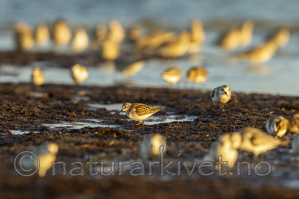 KA_120908_6112 / Calidris minuta / Dvergsnipe
