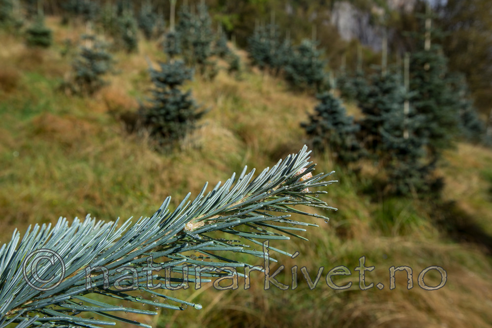 KA_120918_3956 / Abies concolor / Koloradoedelgran