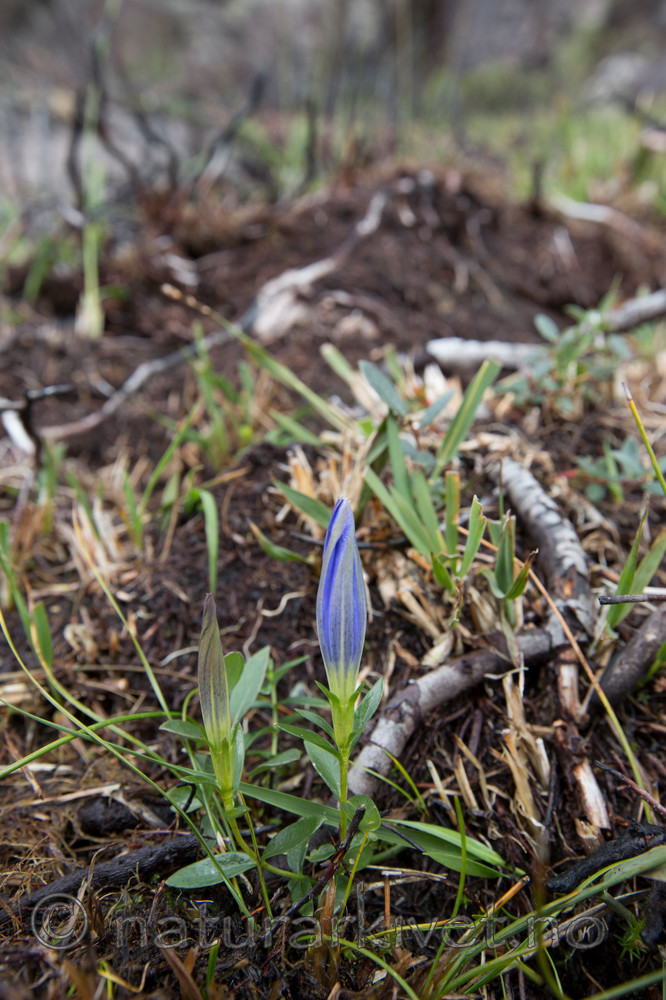 KA_120920_4147 / Gentiana pneumonanthe / Klokkesøte