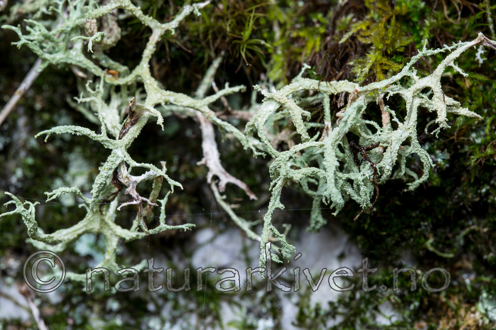 KA_120926_4298 / Evernia mesomorpha / Gryntjafs