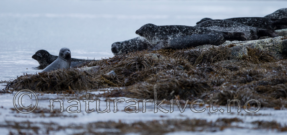 KA_130203_0137 / Phoca vitulina / Steinkobbe