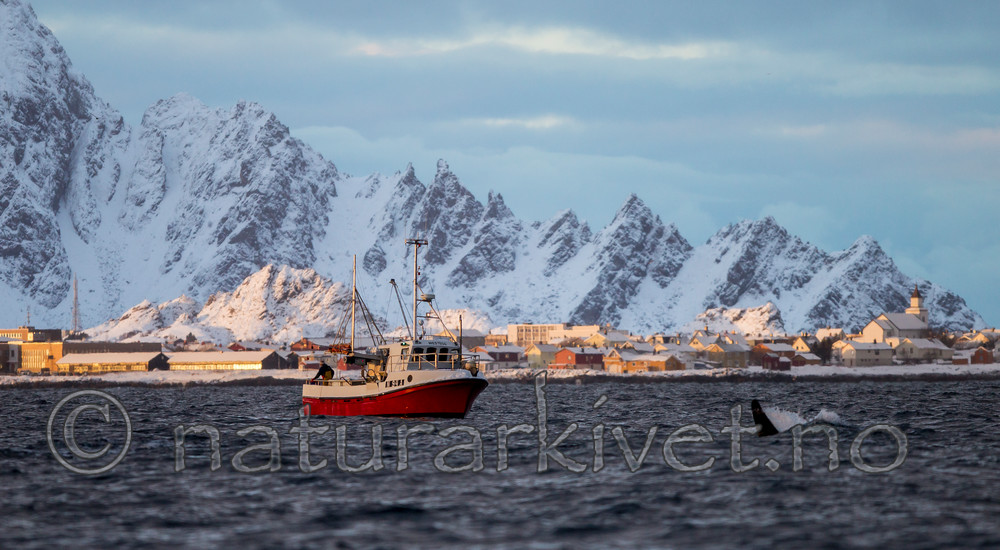 KA_130204_0150 / Orcinus orca / Spekkhogger