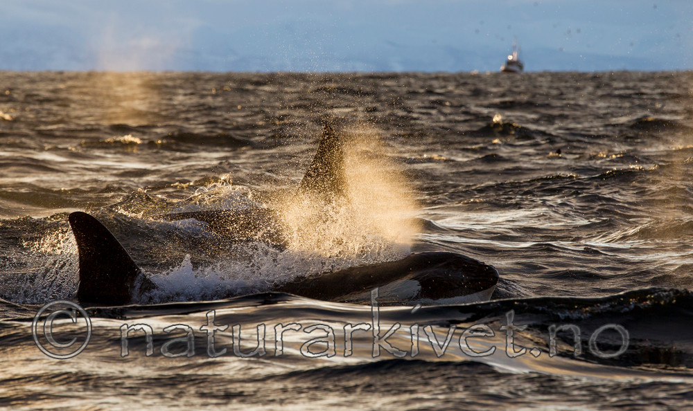 KA_130204_0186 / Orcinus orca / Spekkhogger