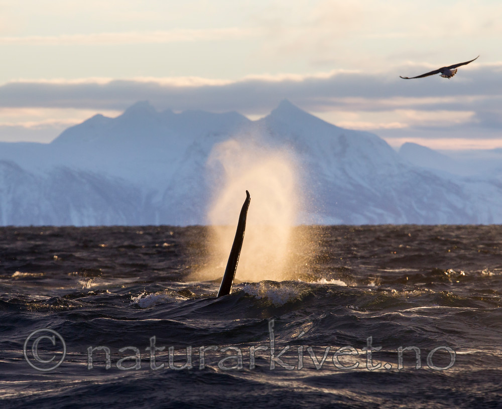 KA_130204_0213 / Orcinus orca / Spekkhogger