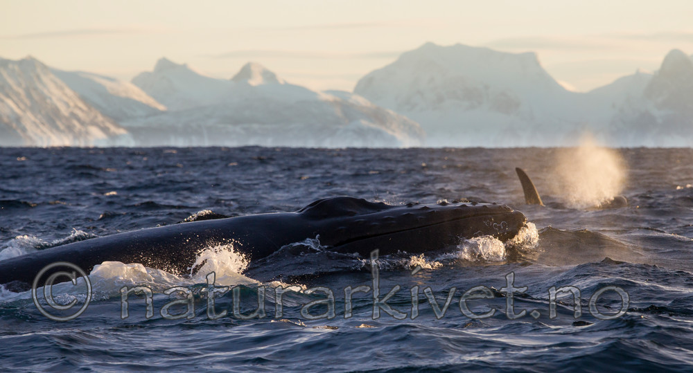 KA_130204_0225 / Megaptera novaeangliae / Knølhval