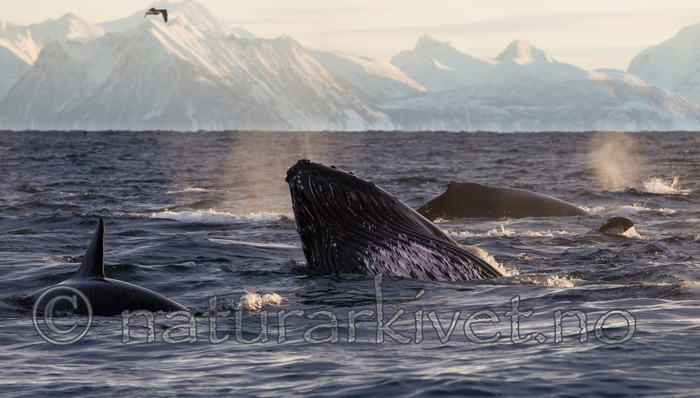 KA_130204_0275 / Megaptera novaeangliae / Knølhval <br /> Orcinus orca / Spekkhogger