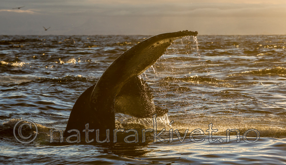 KA_130204_0331 / Megaptera novaeangliae / Knølhval