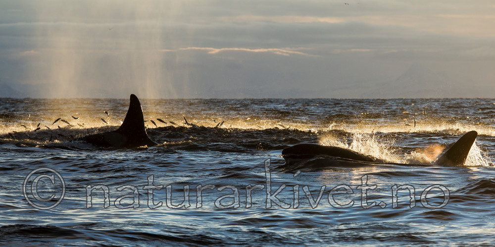 KA_130204_0343 / Orcinus orca / Spekkhogger