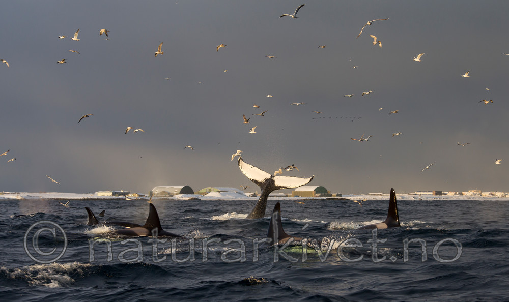 KA_130204_0359 / Megaptera novaeangliae / Knølhval <br /> Orcinus orca / Spekkhogger