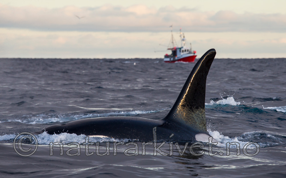 KA_130204_0420 / Orcinus orca / Spekkhogger