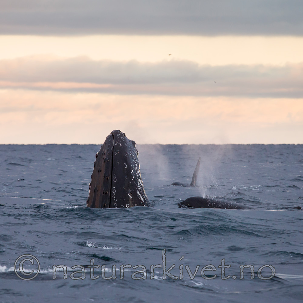 KA_130204_0494 / Megaptera novaeangliae / Knølhval <br /> Orcinus orca / Spekkhogger