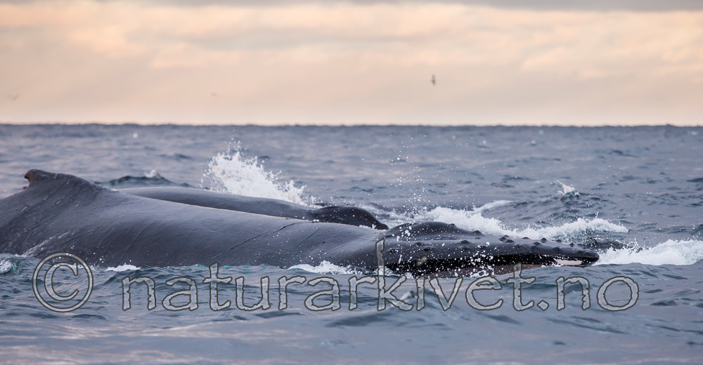 KA_130204_0509 / Megaptera novaeangliae / Knølhval