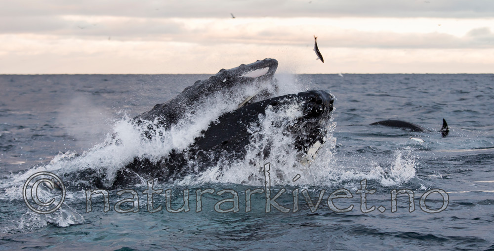 KA_130204_0532 / Megaptera novaeangliae / Knølhval