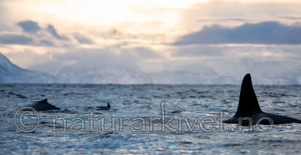 KA_130204_0578 / Megaptera novaeangliae / Knølhval <br /> Orcinus orca / Spekkhogger