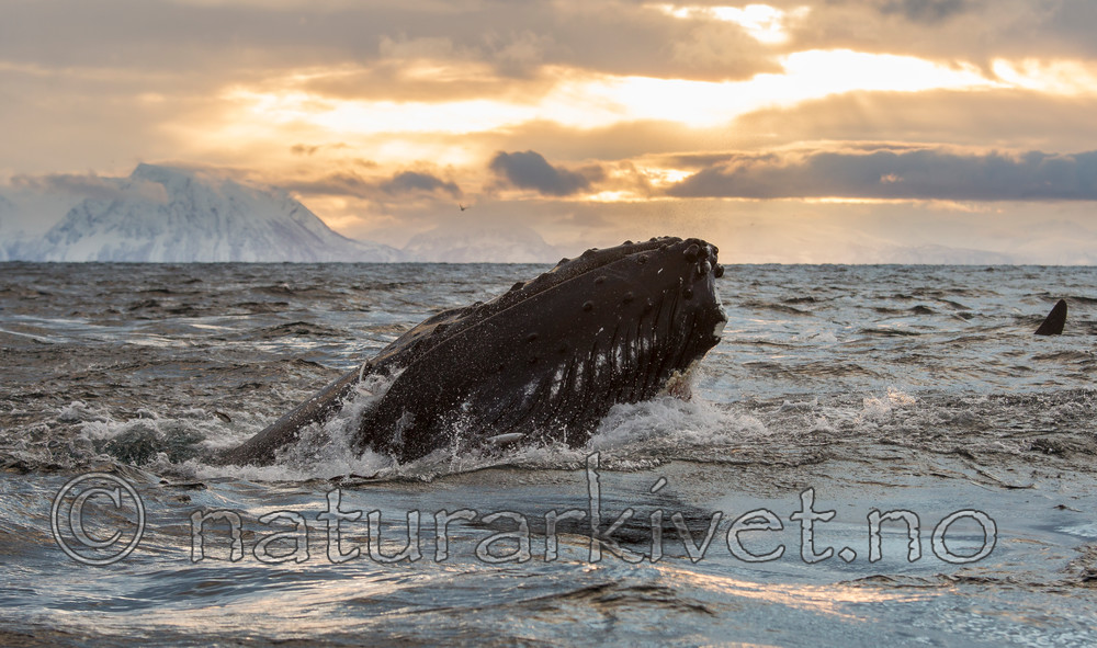 KA_130204_0605 / Megaptera novaeangliae / Knølhval