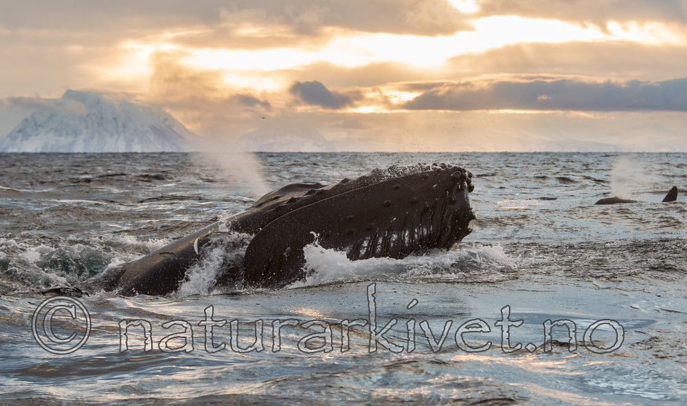 KA_130204_0607 / Megaptera novaeangliae / Knølhval